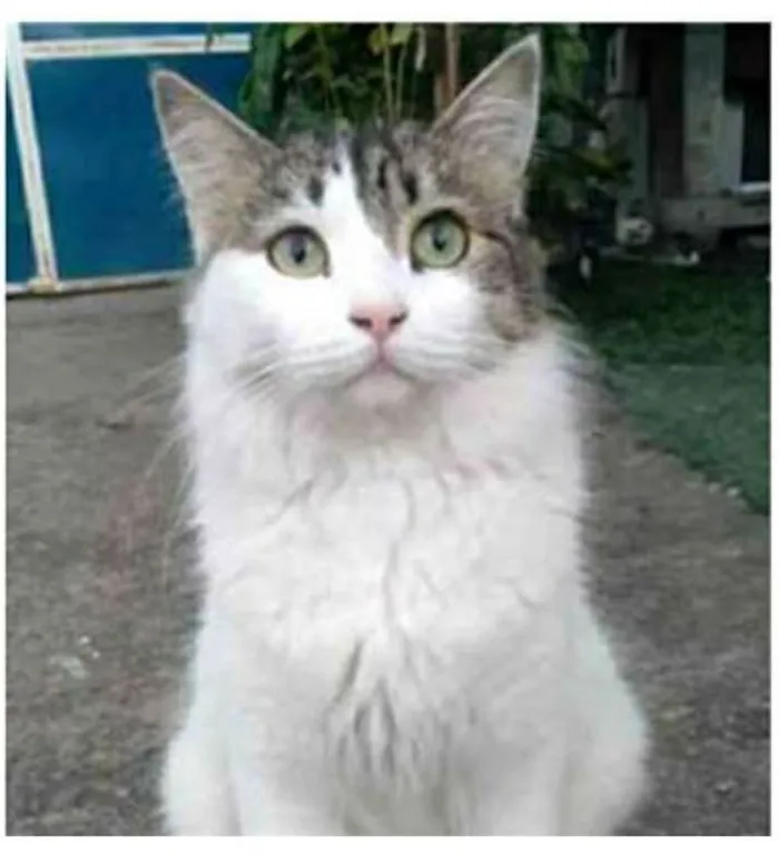 Gato ra a srd tricolor idade 1 ano nome FIONA