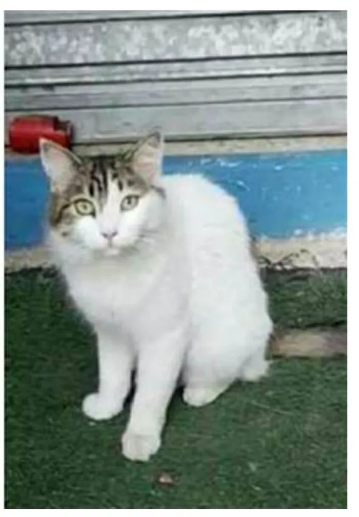Gato ra a srd tricolor idade 1 ano nome FIONA
