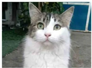 Gato raça srd tricolor idade 1 ano nome FIONA