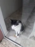 Chulé 
