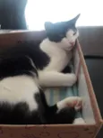 Chulé 