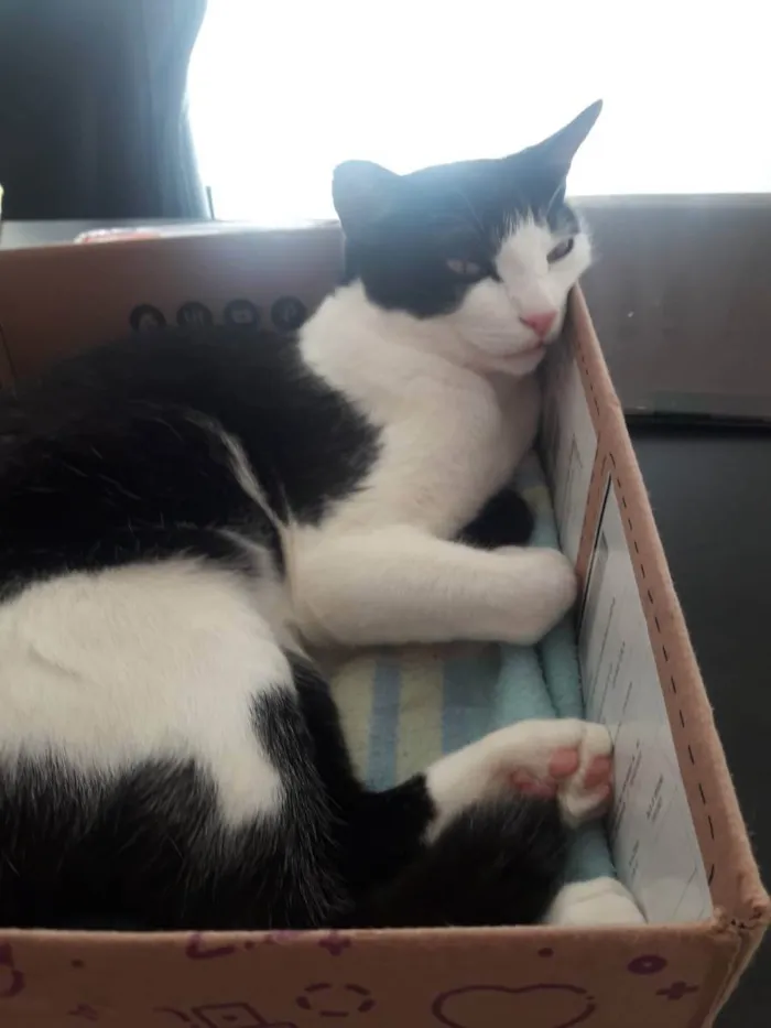 Gato ra a Sem raça definida idade 1 ano nome Chulé 