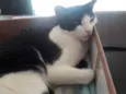 Chulé 