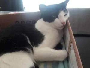 Gato raça Sem raça definida idade 1 ano nome Chulé 
