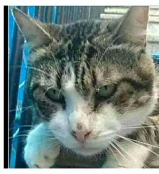 Gato ra a srd bicolor idade 4 anos nome RAÍ
