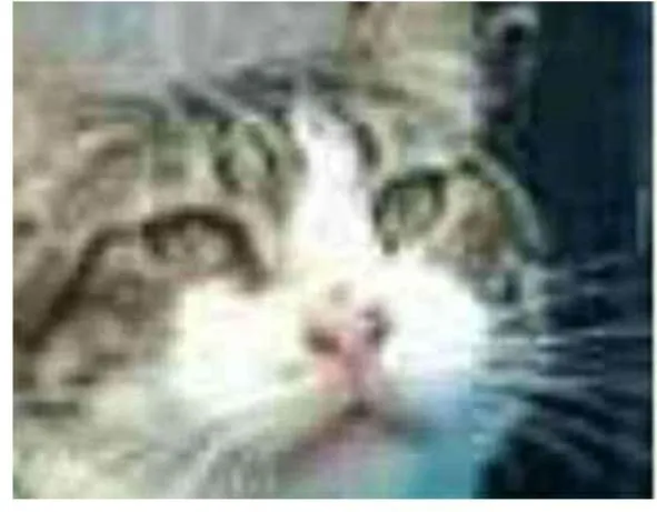 Gato ra a srd bicolor idade 4 anos nome RAÍ