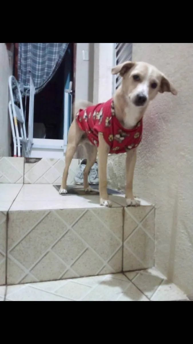 Cachorro raça Srd idade 2 anos nome Caramelo