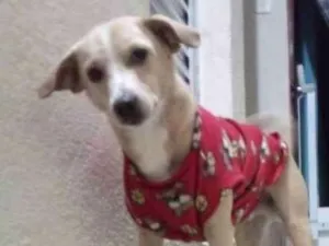 Cachorro raça Srd idade 2 anos nome Caramelo