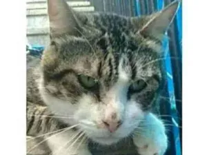 Gato raça srd bicolor idade 4 anos nome RAÍ