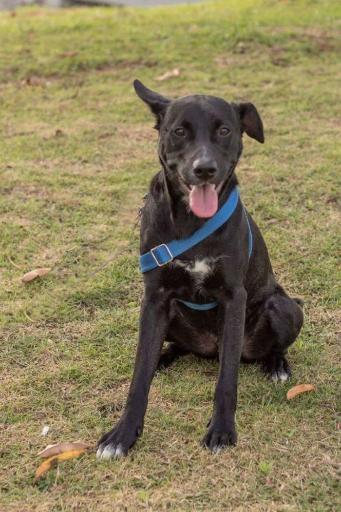 Cachorro ra a Srd idade 1 ano nome Zulu