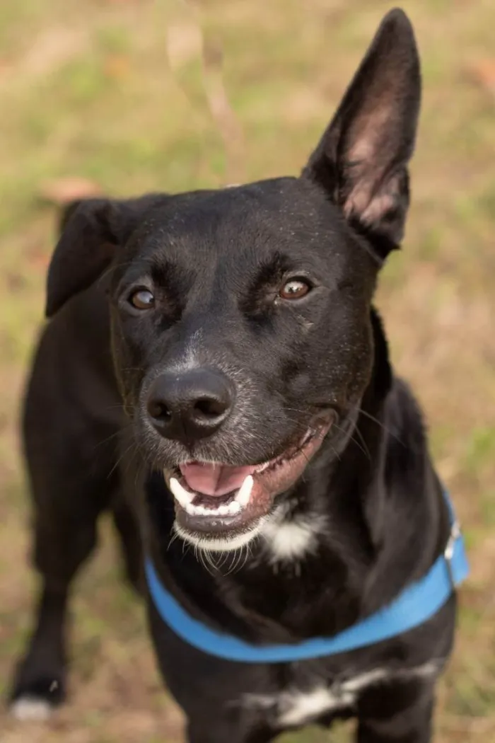 Cachorro ra a Srd idade 2 anos nome Zulu