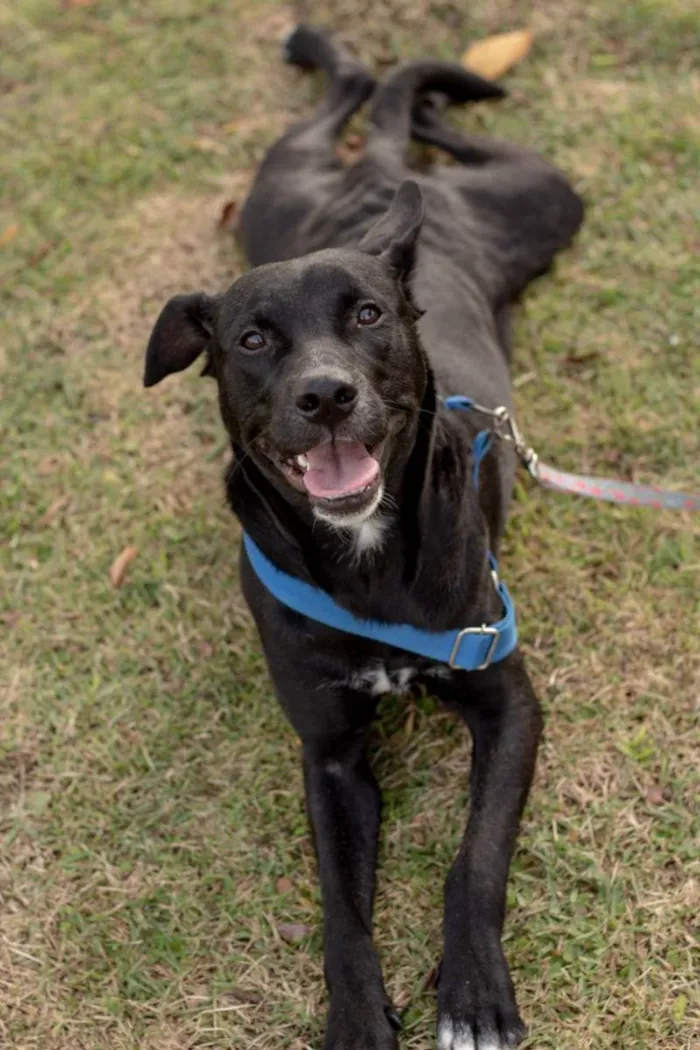 Cachorro ra a Srd idade 2 anos nome Zulu