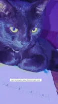 SALEM
