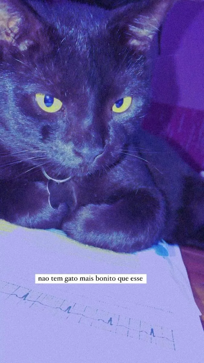 Gato ra a SRD idade 4 anos nome SALEM