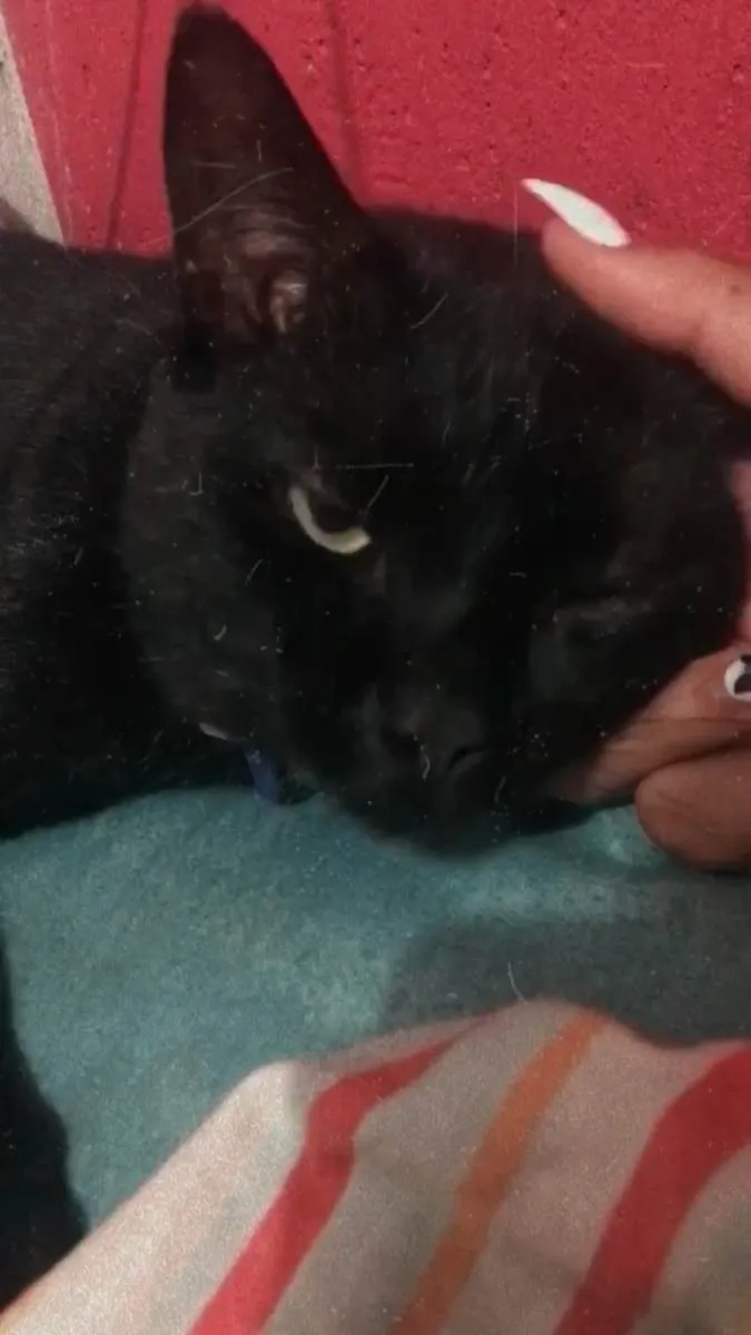 Gato ra a SRD idade 4 anos nome SALEM