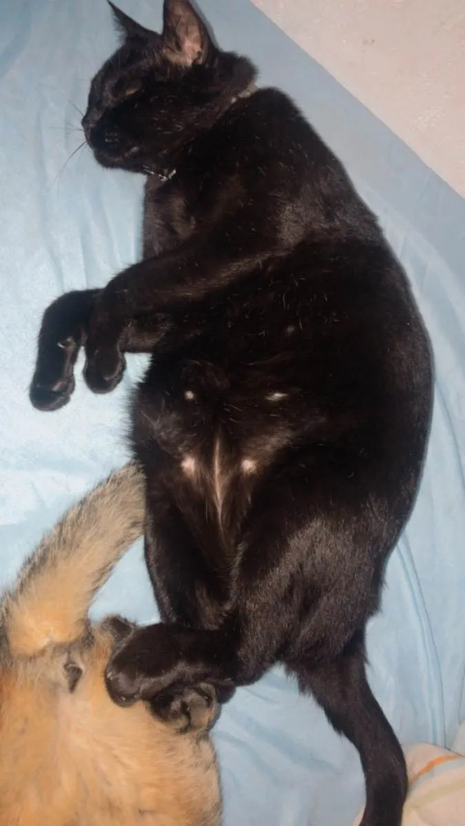 Gato ra a SRD idade 4 anos nome SALEM