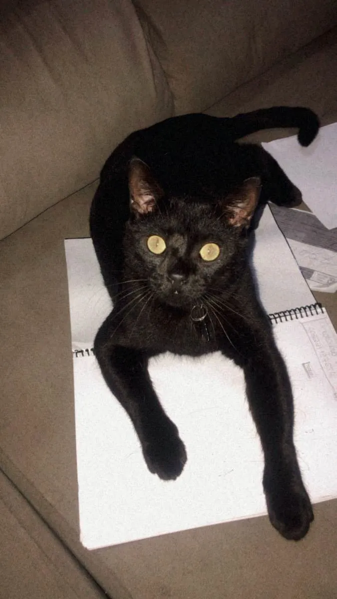 Gato ra a SRD idade 4 anos nome SALEM