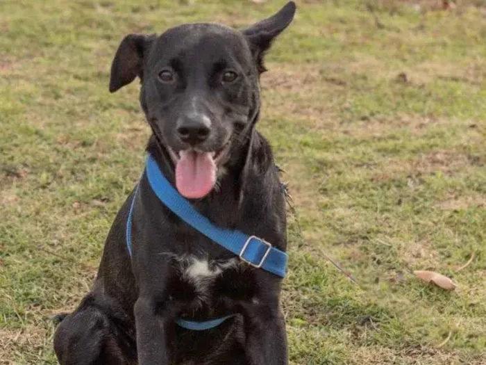 Cachorro ra a Srd idade 1 ano nome Zulu