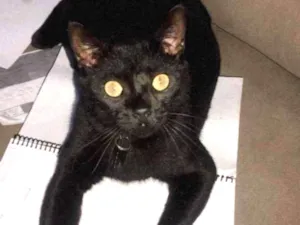 Gato raça SRD idade 4 anos nome SALEM