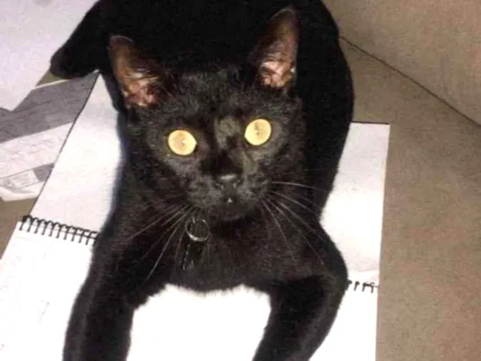 Gato ra a SRD idade 4 anos nome SALEM