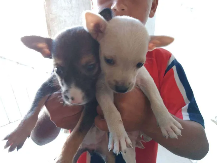 Cachorro raça Srd idade 2 a 6 meses nome Sem nomes