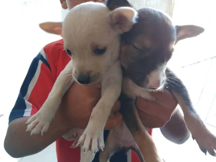 Cachorro raça Srd idade 2 a 6 meses nome Sem nomes