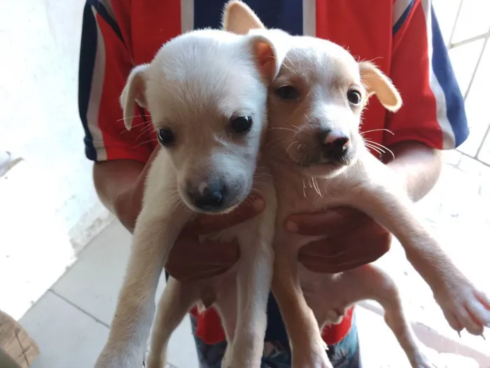 Cachorro raça Srd idade 2 a 6 meses nome Sem nomes