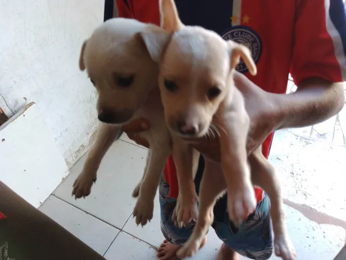 Cachorro raça Srd idade 2 a 6 meses nome Sem nomes