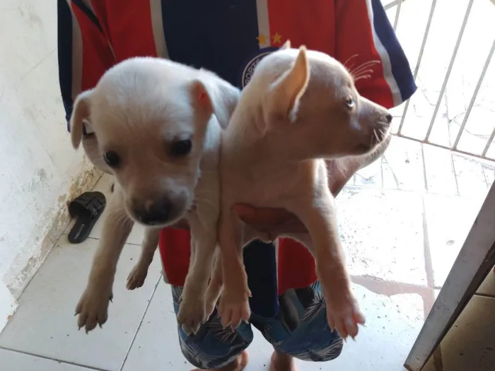 Cachorro raça Srd idade 2 a 6 meses nome Sem nomes