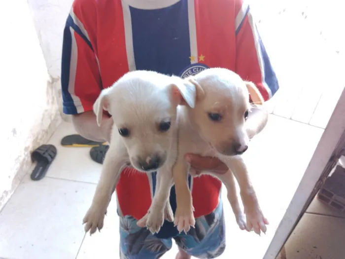Cachorro raça Srd idade 2 a 6 meses nome Sem nomes