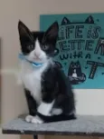 Rajah