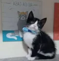 Rajah