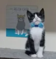 Rajah