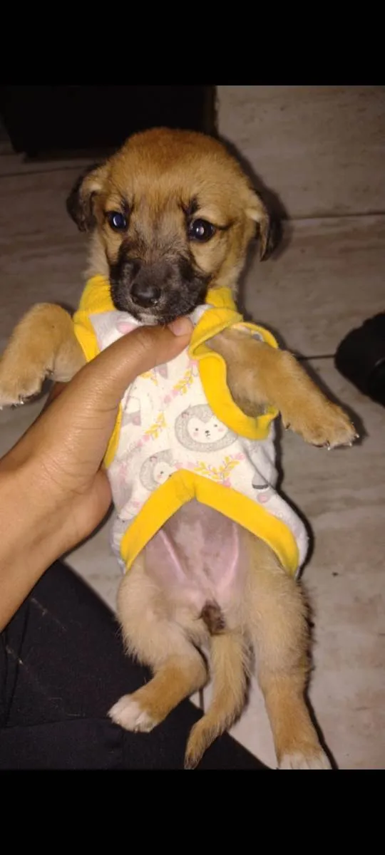 Cachorro ra a Vira lata idade Abaixo de 2 meses nome 1 macho e 1 femea