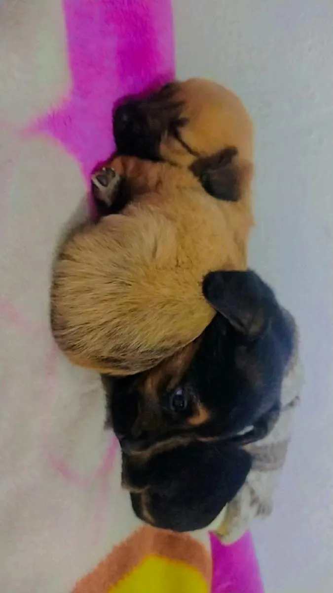 Cachorro ra a Vira lata idade Abaixo de 2 meses nome 1 macho e 1 femea