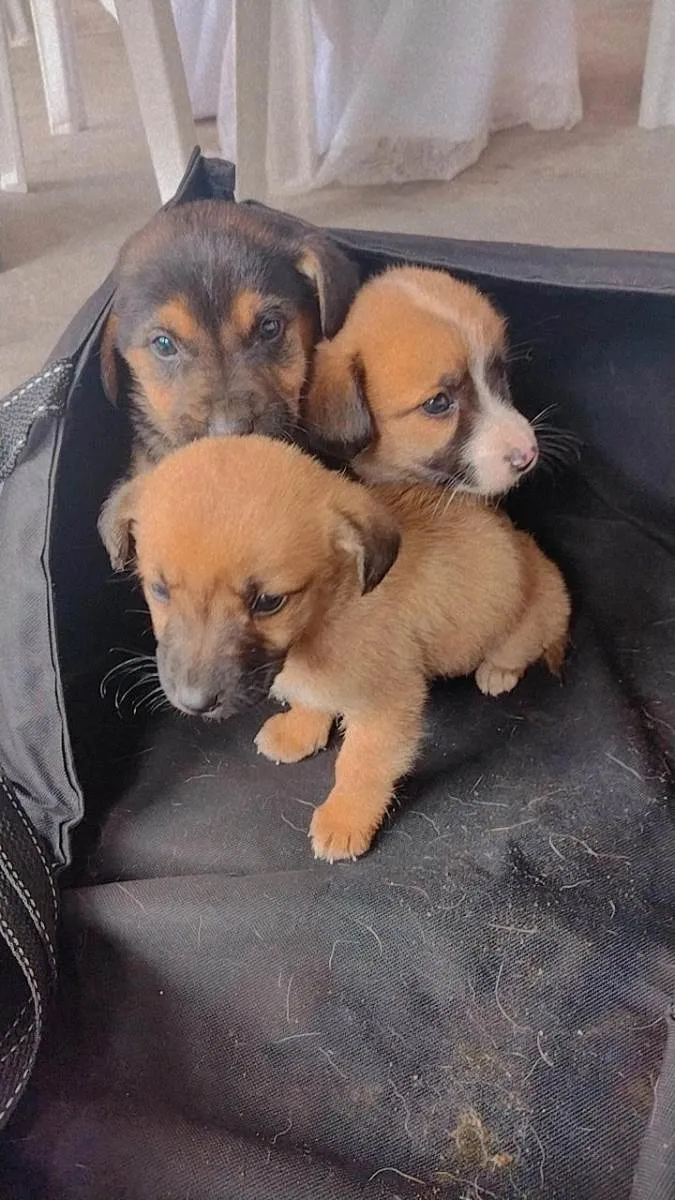 Cachorro ra a Vira lata idade Abaixo de 2 meses nome 1 macho e 1 femea