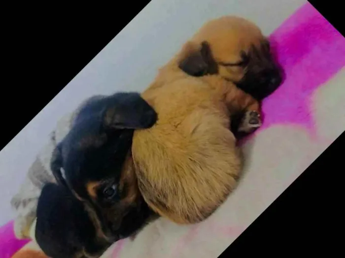 Cachorro ra a Vira lata idade Abaixo de 2 meses nome 1 macho e 1 femea