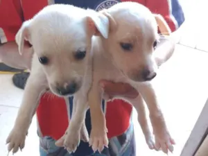 Cachorro raça Srd idade 2 a 6 meses nome Sem nomes