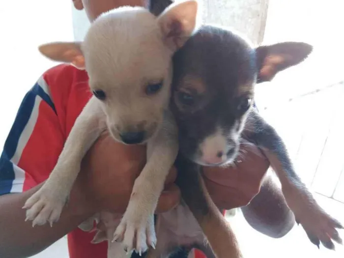 Cachorro raça Srd idade 2 a 6 meses nome Sem nomes