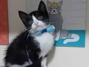 Gato raça Srd idade 2 a 6 meses nome Rajah