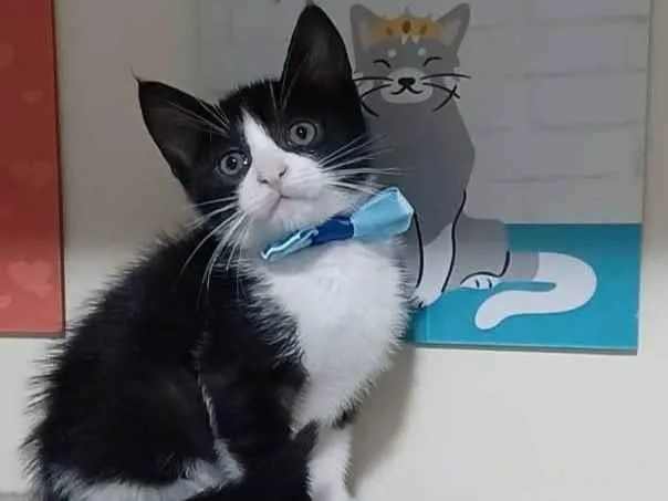 Gato ra a Srd idade 2 a 6 meses nome Rajah