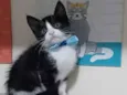 Rajah