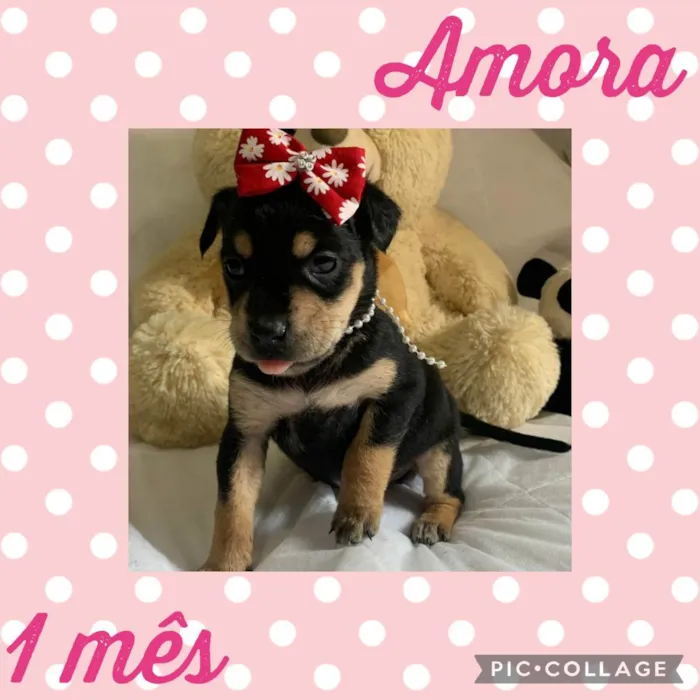 Amora 