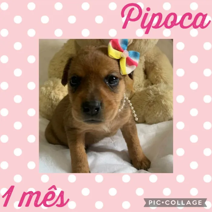 Pipoca 