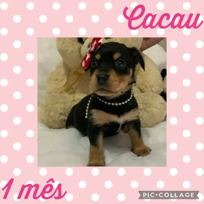 Cachorro raça  idade Abaixo de 2 meses nome Cacau