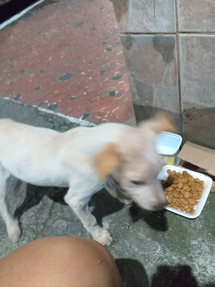 Cachorro ra a Não sei idade 2 anos nome Não sei