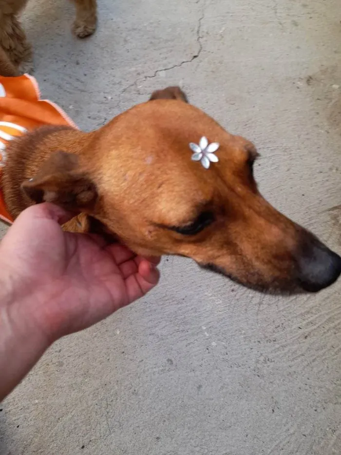 Cachorro ra a SRD idade 2 anos nome Melissa Piriguete