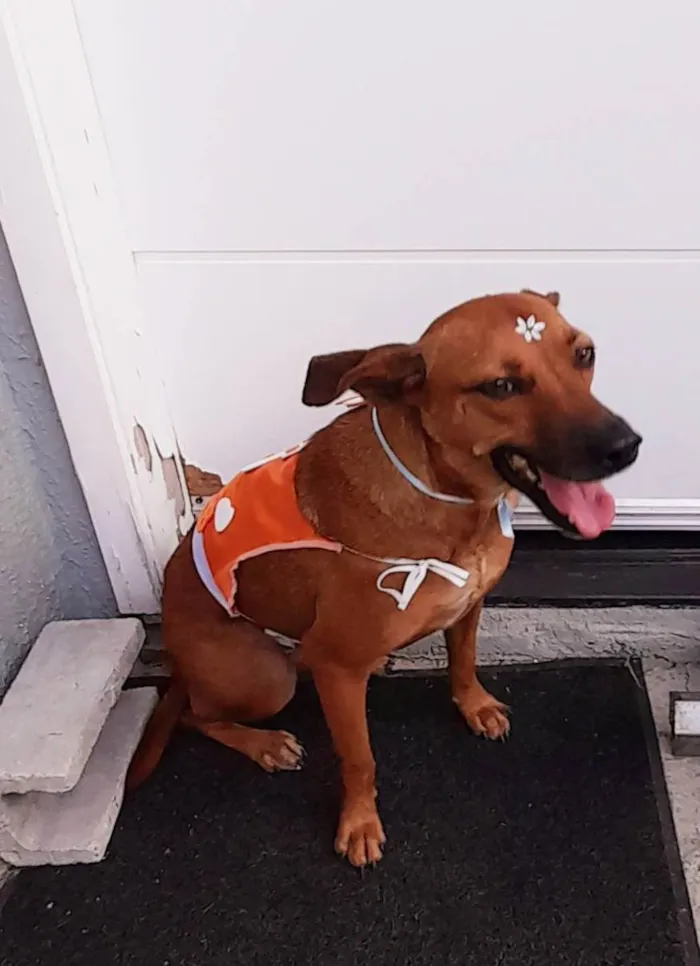 Cachorro ra a SRD idade 2 anos nome Melissa Piriguete