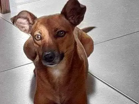 Cachorro ra a SRD idade 2 anos nome Melissa Piriguete