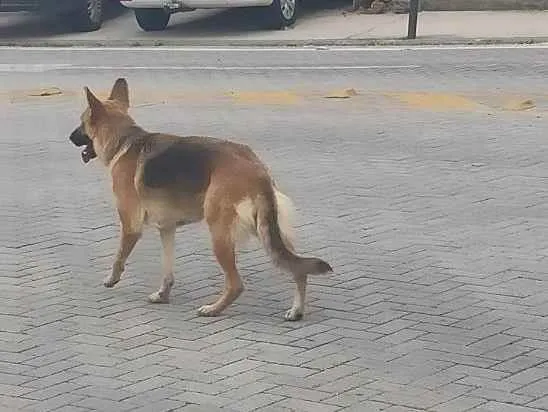 Cachorro ra a Pastor alemão  idade  nome Desconhecido 